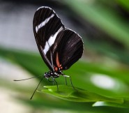 Schmetterlinge (1 von 1)-15